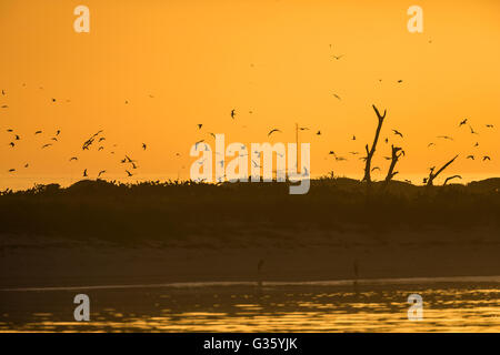 Bush-Taste bei Sonnenaufgang, mit seinen Verschachtelung Kolonien der Rußseeschwalben und Brown Schlankschnabelnoddies, Dry-Tortugas-Nationalpark, Florida, USA Stockfoto