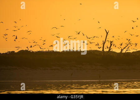 Bush-Taste bei Sonnenaufgang, mit seinen Verschachtelung Kolonien der Rußseeschwalben und Brown Schlankschnabelnoddies, Dry-Tortugas-Nationalpark, Florida, USA Stockfoto