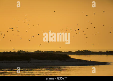 Bush-Taste bei Sonnenaufgang, mit seinen Verschachtelung Kolonien der Rußseeschwalben und Brown Schlankschnabelnoddies, Dry-Tortugas-Nationalpark, Florida, USA Stockfoto