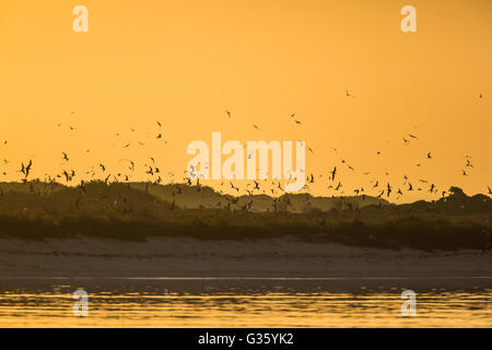 Bush-Taste bei Sonnenaufgang, mit seinen Verschachtelung Kolonien der Rußseeschwalben und Brown Schlankschnabelnoddies, Dry-Tortugas-Nationalpark, Florida, USA Stockfoto