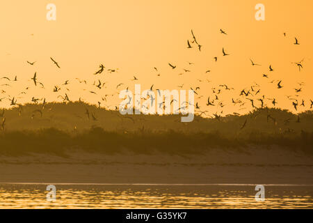 Bush-Taste bei Sonnenaufgang, mit seinen Verschachtelung Kolonien der Rußseeschwalben und Brown Schlankschnabelnoddies, Dry-Tortugas-Nationalpark, Florida, USA Stockfoto