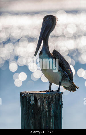 Brauner Pelikan, Pelecanus Occidentalis, Jugendkriminalität in der Nähe von Fort Jefferson auf Garden Key im Dry-Tortugas-Nationalpark, Florida, USA Stockfoto