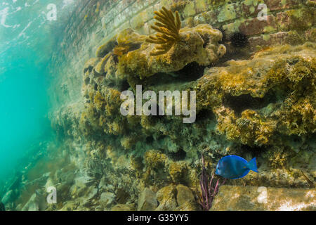 Schnorchler können Korallenriff Fische entlang der Wassergraben um Fort Jefferson auf Garden Key im Dry-Tortugas-Nationalpark, Florida anzeigen Stockfoto