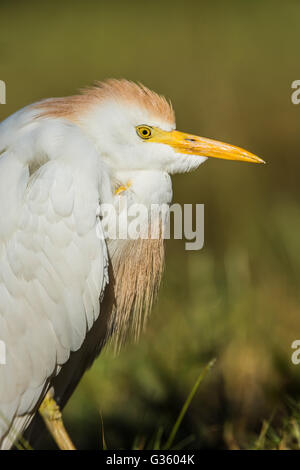 Kuhreiher, Bubulcus Ibis, Nahrungssuche auf grasbewachsenen Exerzierplatz innen Fort Jefferson, Dry-Tortugas-Nationalpark, Florida, USA Stockfoto