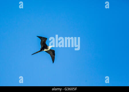 Herrliche Fregattvogels, Fregata magnificens, juvenile fliegen über Fort Jefferson im Dry-Tortugas-Nationalpark, Florida, USA Stockfoto