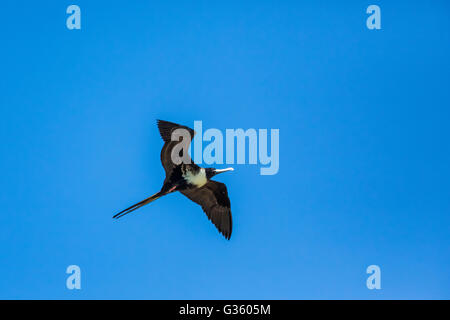 Herrliche Fregattvogels, Fregata magnificens, erwachsenes Weibchen oben Fort Jefferson im Dry-Tortugas-Nationalpark, Florida, USA Stockfoto