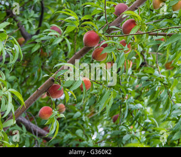 Süßer Pfirsich Früchte wachsen auf einem Pfirsich Baum im Garten Stockfoto