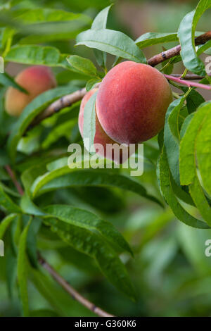 Süße Pfirsiche Reifen auf Pfirsich Ast in den Garten, Nahaufnahme Stockfoto
