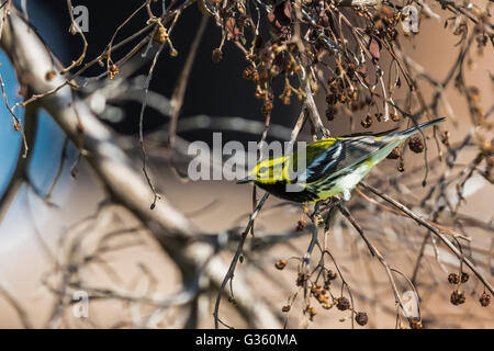 Black-throated grünen Warbler, Dentroica Virens Migration männlichen am Fort Jefferson im Dry-Tortugas-Nationalpark, Florida, USA Stockfoto