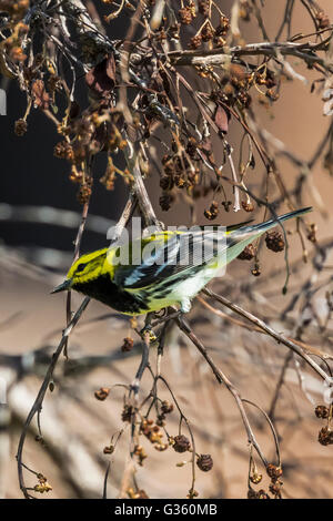 Black-throated grünen Warbler, Dentroica Virens Migration männlichen am Fort Jefferson im Dry-Tortugas-Nationalpark, Florida, USA Stockfoto