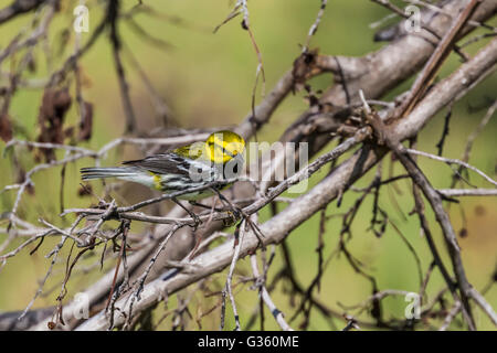 Black-throated grünen Warbler, Dentroica Virens Migration männlichen am Fort Jefferson im Dry-Tortugas-Nationalpark, Florida, USA Stockfoto