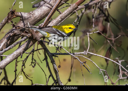 Black-throated grünen Warbler, Dentroica Virens Migration männlichen am Fort Jefferson im Dry-Tortugas-Nationalpark, Florida, USA Stockfoto