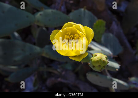 Die Kakteen blühen am oberen Strand außerhalb Fort Jefferson, Garden Key im Dry-Tortugas-Nationalpark, Florida, USA Stockfoto