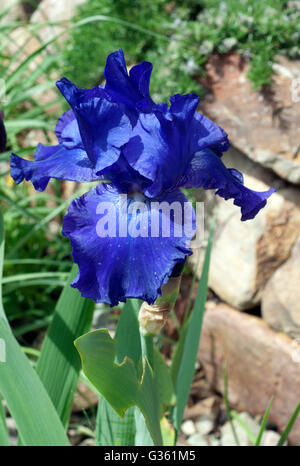Schwertlilie, Iris Barbata-Elatior, blaue Rhythmus seit Stockfoto