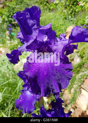 Schwertlilie, Iris Barbata-Elatior, blaue Rhythmus seit Stockfoto