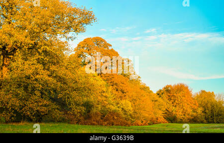 Dawn Sonnenlicht eingefangen in den herbstlichen Bäumen auf Hampstead Heath, London, UK. Stockfoto