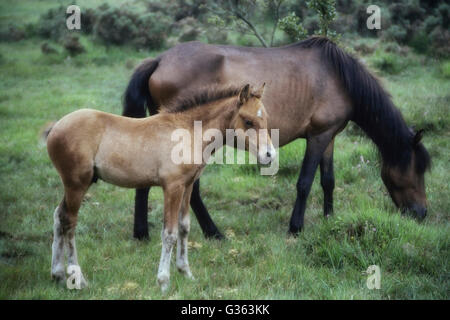 New Forest Pony Stute und Fohlen. New Forest Nationalpark Hampshire England. UK Stockfoto