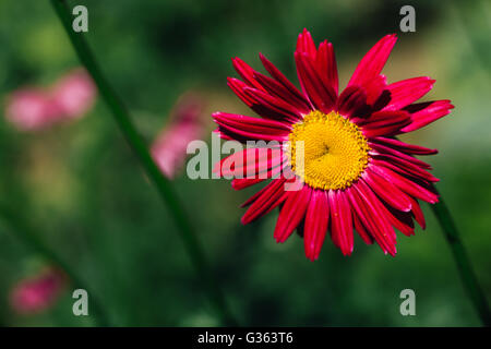 Dekorative rote Daisy Blume auf einem grünen Hintergrund. Stockfoto