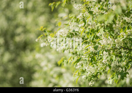 Zweige der blühenden Vogel-Kirsche Baum Hintergrund verschwommen grün Stockfoto