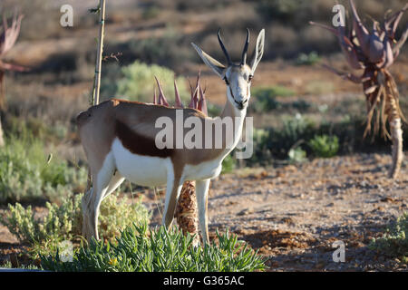 Eine junge Springbock (Antidorcas Marsupialis) im Namaqualand Stockfoto