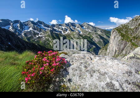 Farbenfrohe Rhododendren Frame die Gipfel der Alpen an einem sonnigen Sommertag Torrone Val Masino Tal Veltlin Lombardei Italien Stockfoto