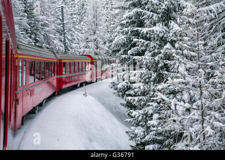 Bernina-Express-Zug umgeben von verschneiten Wäldern Filisur Kanton Graubünden-Schweiz-Europa Stockfoto