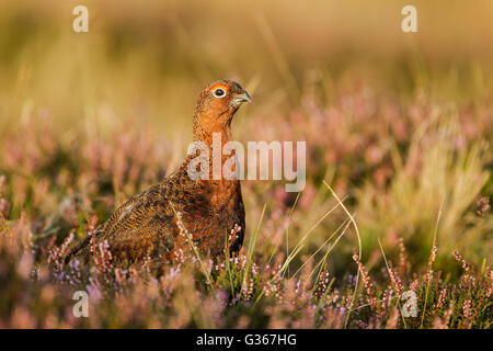 Männliche Moorschneehühner, lateinischer Name Lagopus Lagopus Scotica, in warmes Licht sitzt unter Heidekraut und grobe Gräser Stockfoto