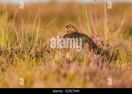 Männliche Moorschneehühner, lateinischer Name Lagopus Lagopus Scotica, in warmes Licht sitzt unter Heidekraut und grobe Gräser Stockfoto