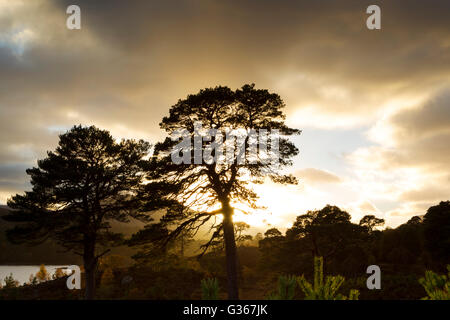 Föhren, lateinischer Name Pinus Sylvestris, Hintergrundbeleuchtung in der Abenddämmerung in Glen Affric, Schottland Stockfoto