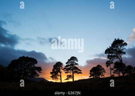 Föhren, lateinischer Name Pinus Sylvestris, Silhouette bei Sonnenuntergang in Glen Affric, Schottland Stockfoto