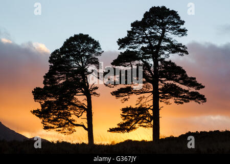 Föhren, lateinischer Name Pinus Sylvestris, Silhouette bei Sonnenuntergang in Glen Affric, Schottland Stockfoto