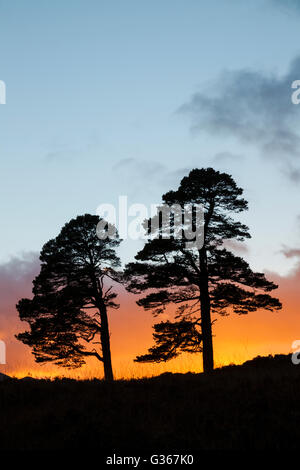 Föhren, lateinischer Name Pinus Sylvestris, Silhouette bei Sonnenuntergang in Glen Affric, Schottland Stockfoto