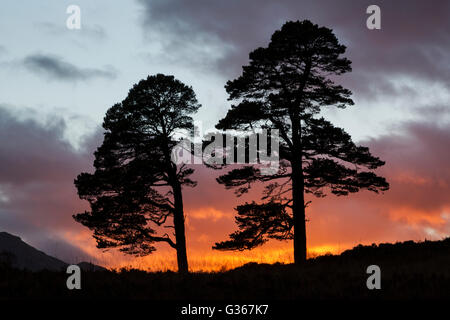 Föhren, lateinischer Name Pinus Sylvestris, Silhouette bei Sonnenuntergang in Glen Affric, Schottland Stockfoto