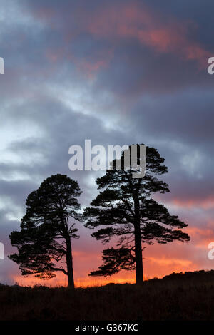 Föhren, lateinischer Name Pinus Sylvestris, Silhouette bei Sonnenuntergang in Glen Affric, Schottland Stockfoto