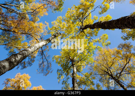 Silver Birch Wald, lateinischen Namen Betula Pendel, set zeigt Herbstfarben der Baumkronen vor blauem Himmel Stockfoto