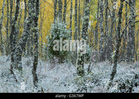 Silver Birch Wald, lateinischer Name Betula Pendel mit einer frühen Winter der Schnee auf den Boden fallen Stockfoto