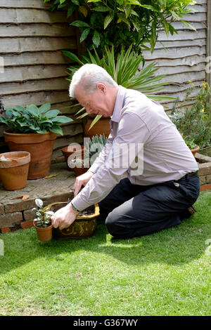 eine Reife im Ruhestand männliche tendenziell seine rückseitigen Garten England-Vereinigtes Königreich Stockfoto