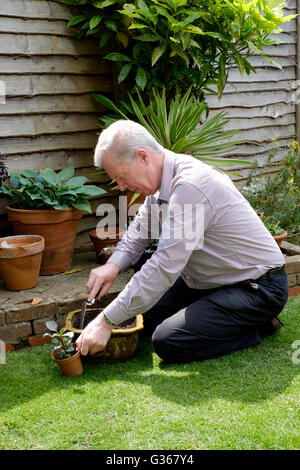 eine Reife im Ruhestand männliche tendenziell seine rückseitigen Garten England-Vereinigtes Königreich Stockfoto