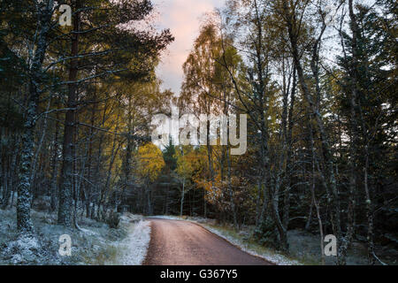 Abgelegenen Waldweg in der Dämmerung zeigt Herbst Birke Baum Farben mit einer leichten Bedeckung des frühen Winterschnee Stockfoto