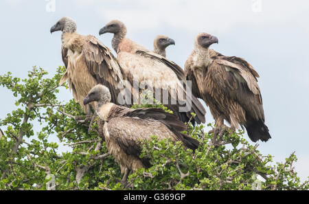 Fünf Weißrückenspecht Geier sitzt in einem Baum in Masai Mara, Kenia, Afrika Stockfoto