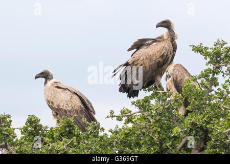 Drei Weißrückenspecht Geier sitzt in einem Baum in Masai Mara, Kenia, Afrika Stockfoto