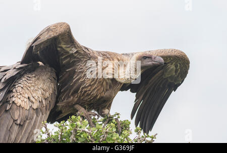 Zwei Weißrückenspecht Geier sitzt in einem Baum in Masai Mara, Kenia, Afrika Stockfoto