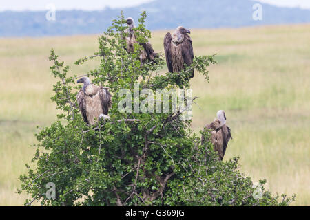 Vier Weißrückenspecht Geier sitzt in einem Baum in Masai Mara, Kenia, Afrika Stockfoto