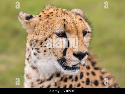 Porträt eines Geparden in Masai Mara, Kenia, Afrika Stockfoto