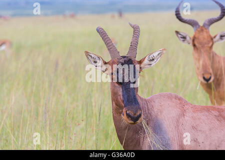 Porträt einer Topi Gazelle mit Grass in seinen Mund, Masai Mara, Kenia, Afrika Stockfoto