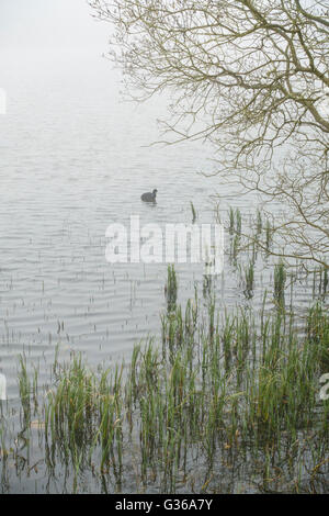 Bowden Loch, Eildon Hills, Scottish Borders Stockfoto