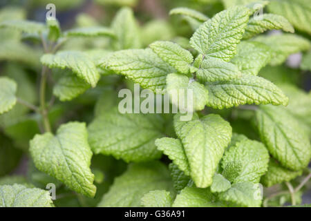 Zitronenmelisse Blätter, Melissa Officinalis, Naturfarben Stockfoto