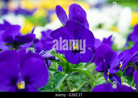 Violette Stiefmütterchen mit Stiefmütterchen und Grün im Hintergrund, Tag und Nacht, Blume, Nahaufnahme Schuß Stockfoto