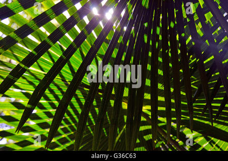 Schraffur von beleuchtet zurück überlappende Baum Palm Kohlblätter (Livistona Australis) Stockfoto