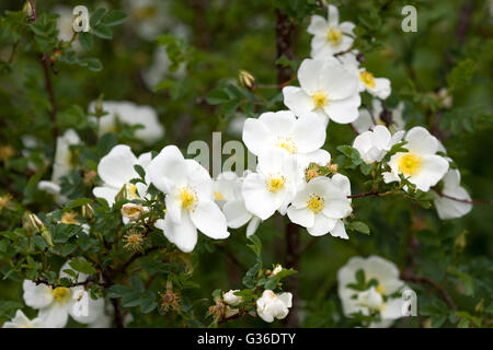 Rosa La 'Grandiflora' im Frühsommer. Stockfoto